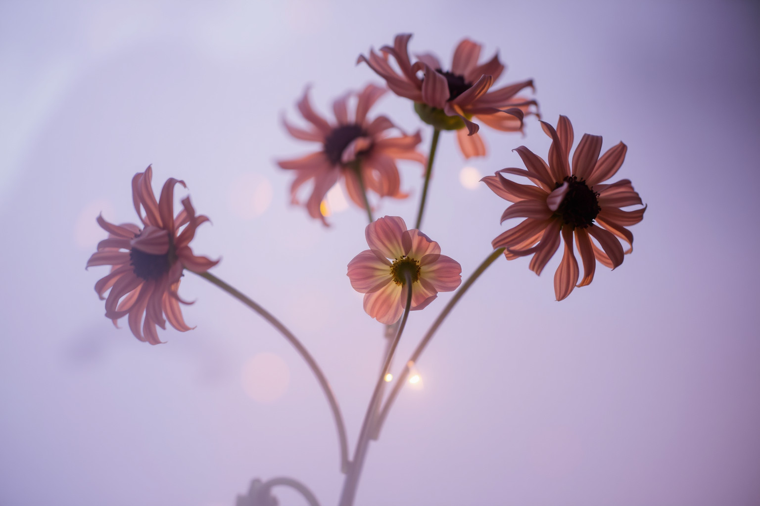 Sognare fiori appassiti riflette bellezza perduta e speranze svanite.