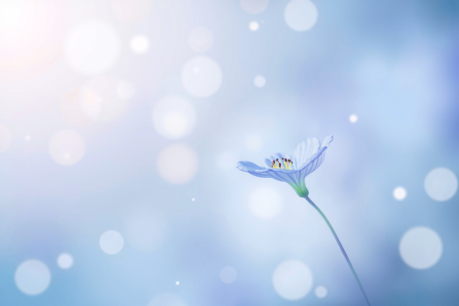 Sognare una lobelia blu simboleggia pace interiore e serenità profonda.
