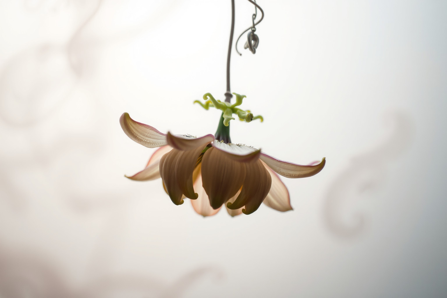 Sognare passiflora appassita simboleggia tristezza e opportunità perdute.