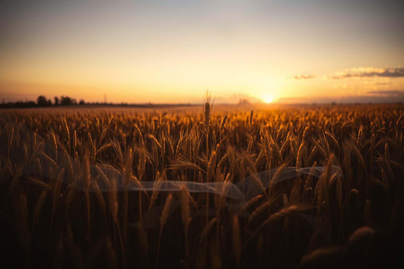 Sognare covoni di grano legati a un lutto simboleggia fine.