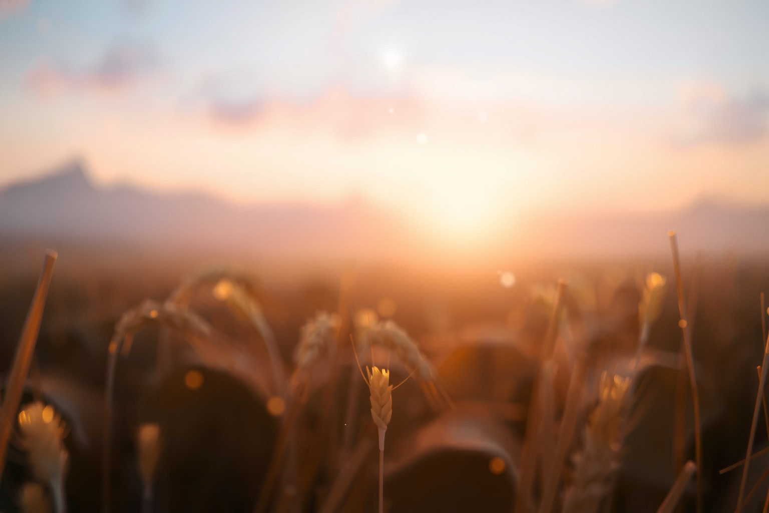Sognare covoni di grano da lontano simboleggia abbondanza futura imminente.