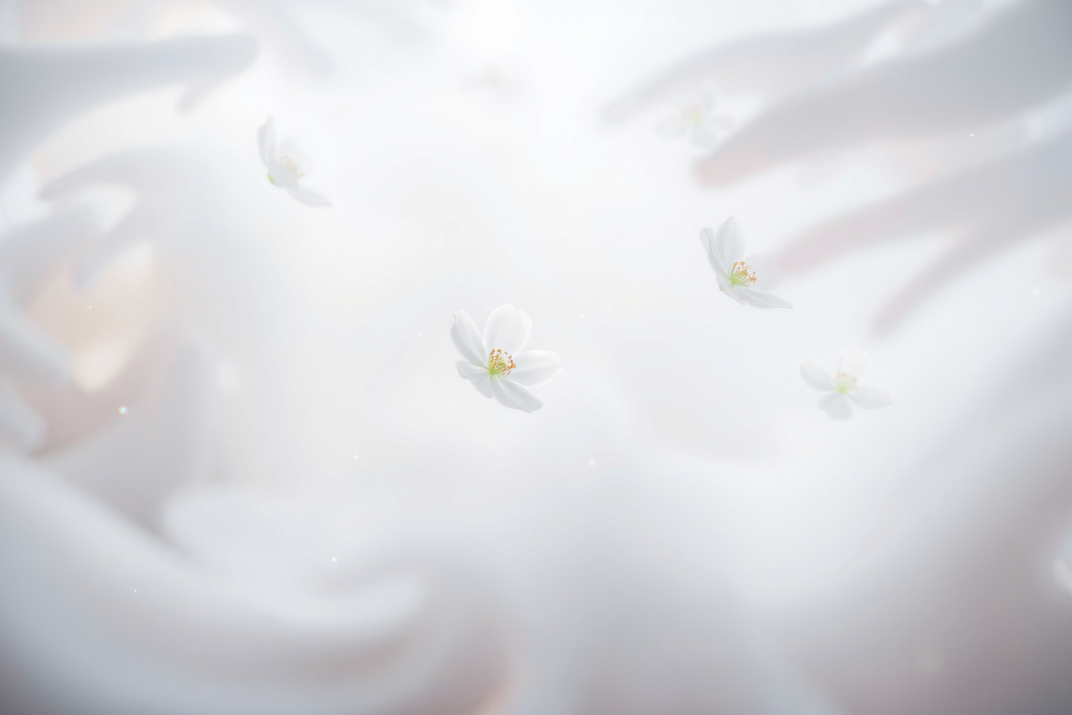 Sognare fiori recisi bianchi simboleggia purezza e nuovi inizi.