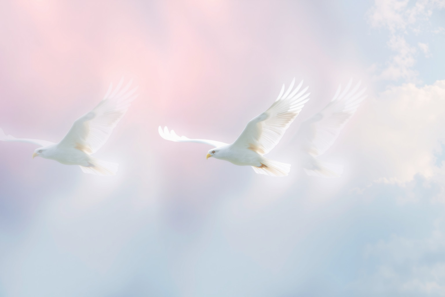 Sognare un nibbio bianco simboleggia purezza e protezione spirituale.