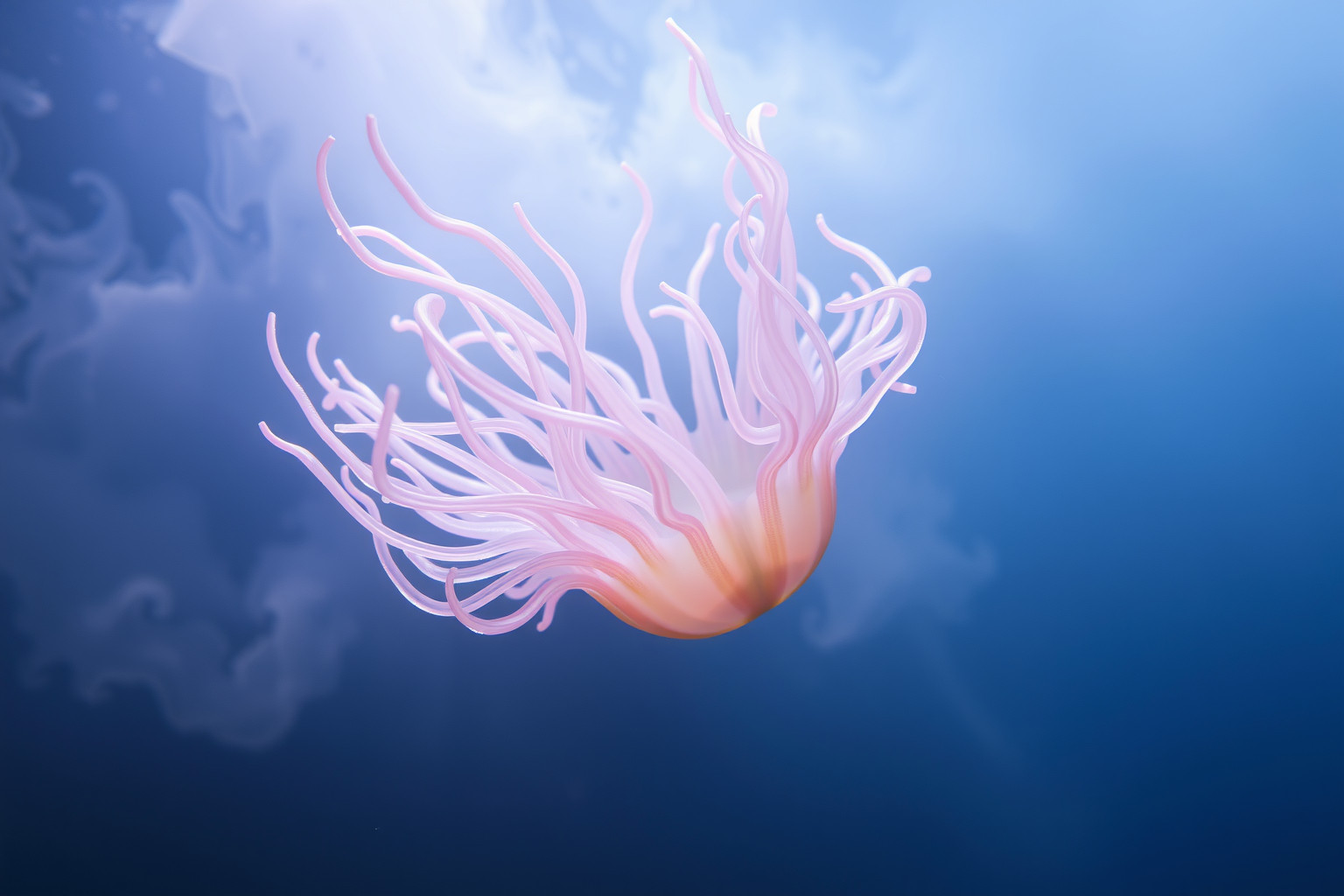 Sognare anemoni simboleggia fascino nascosto e possibili insidie.