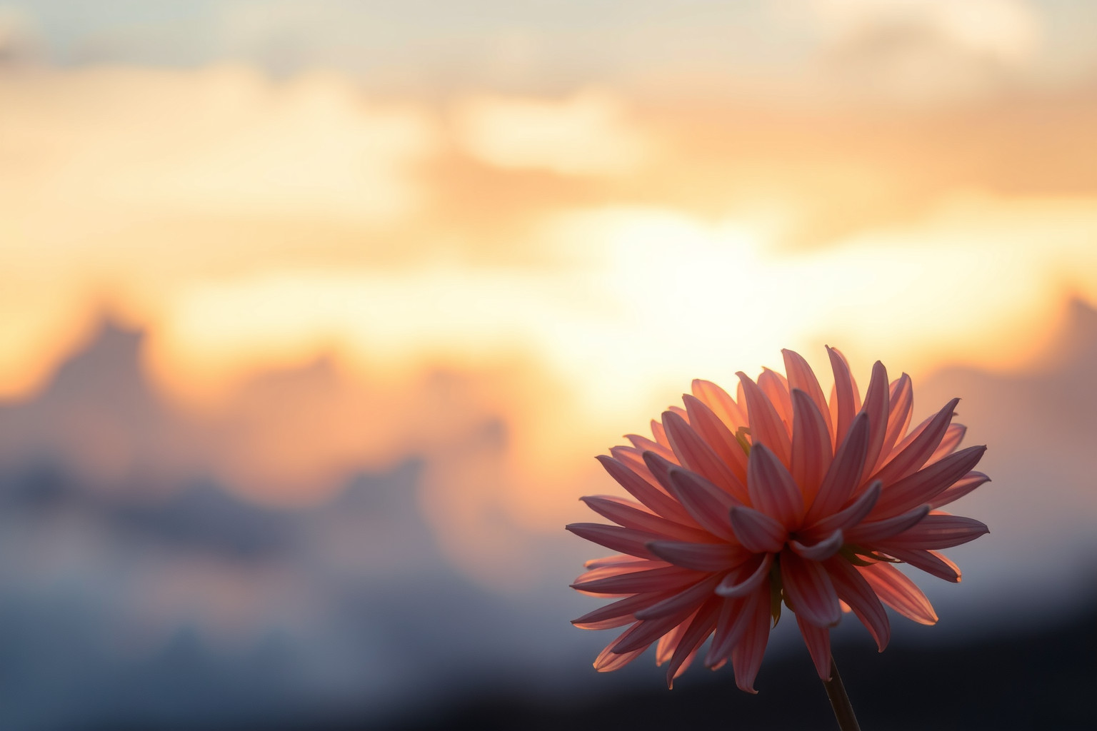 Sognare una dalia al tramonto simboleggia cambiamenti e introspezione profonda.