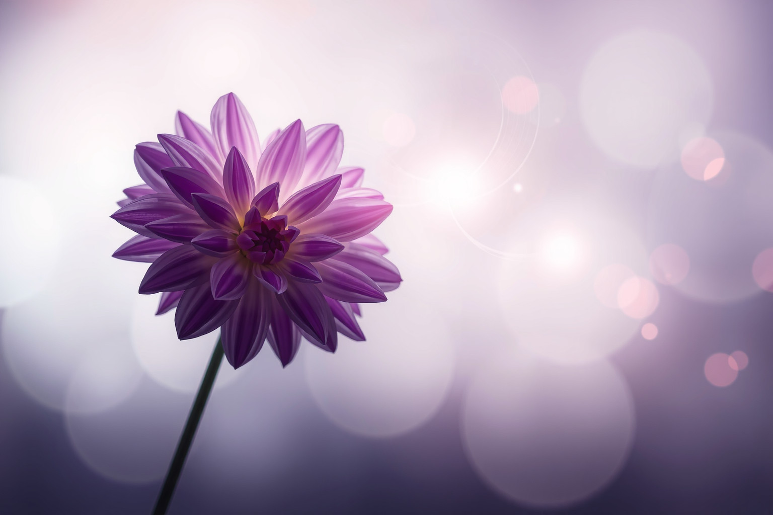 Sognare una dalia viola simboleggia intuizione e crescita spirituale profonda.