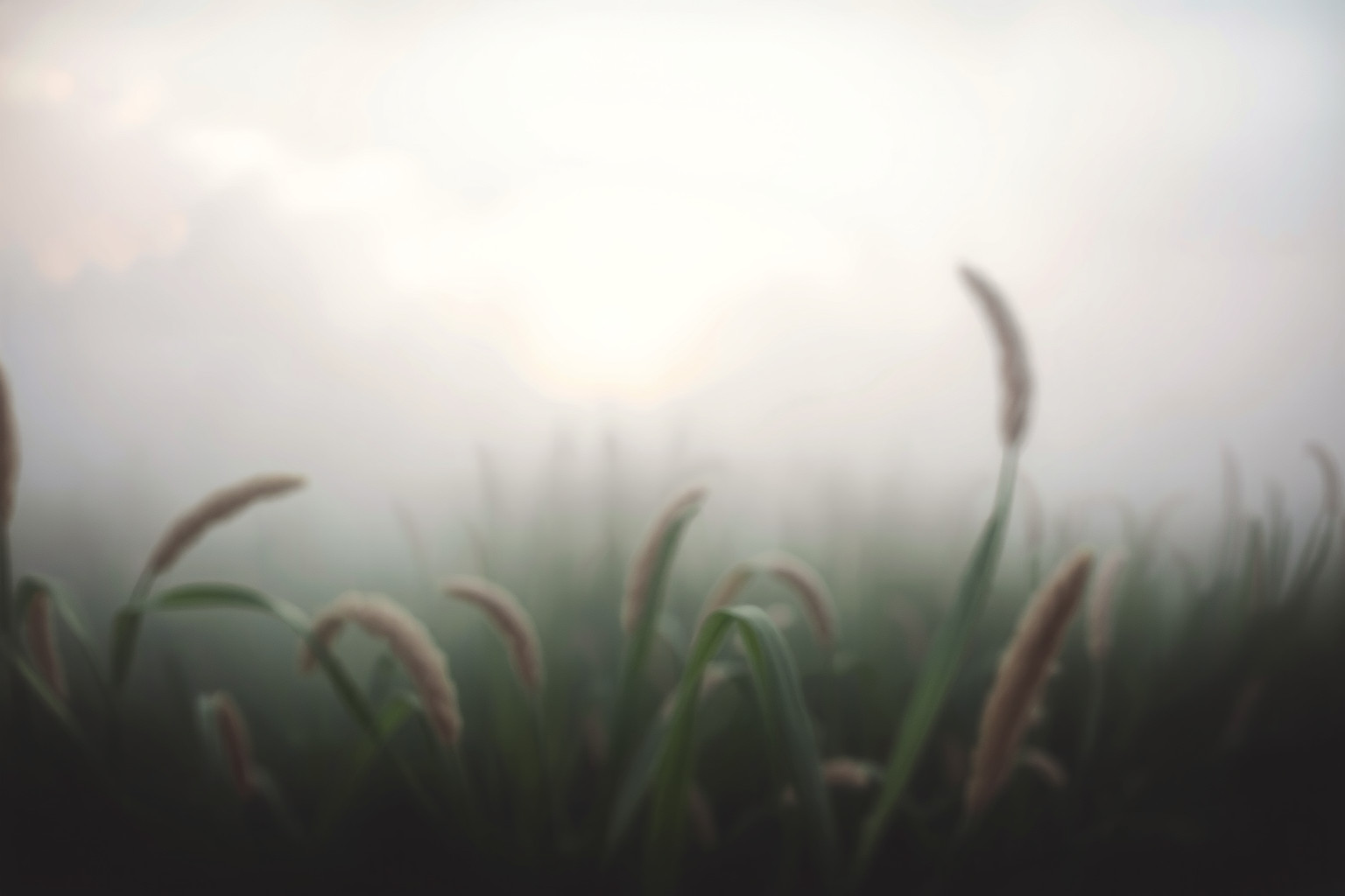 Sognare un prato nebbioso riflette confusione emotiva e dubbi.