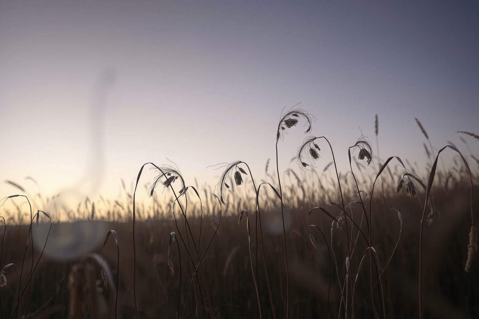 Sognare un prato secco simboleggia difficoltà e perdita imminente.