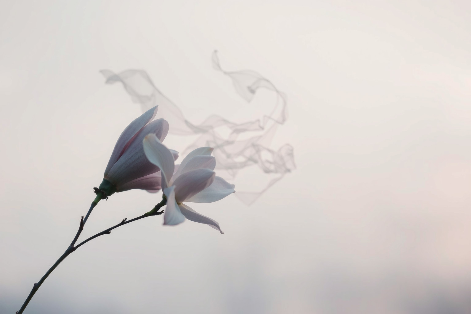 Sognare magnolia appassita simboleggia tristezza e addio imminente.