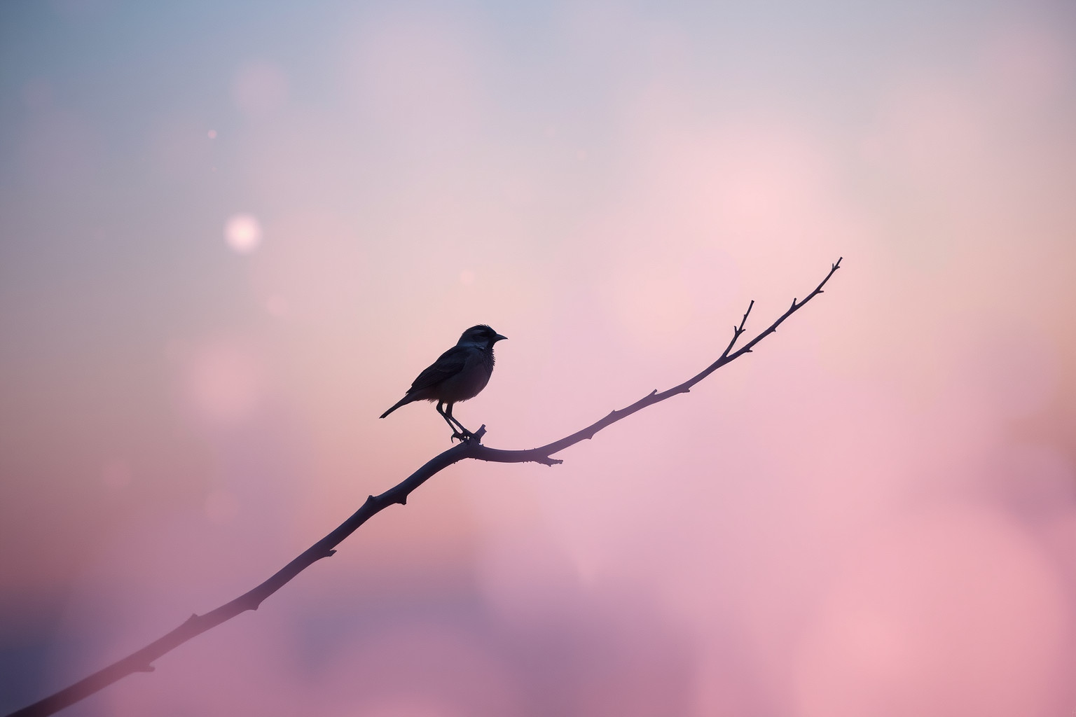 Sognare quaglia Virginia indica prosperità nascosta e nuovi inizi.