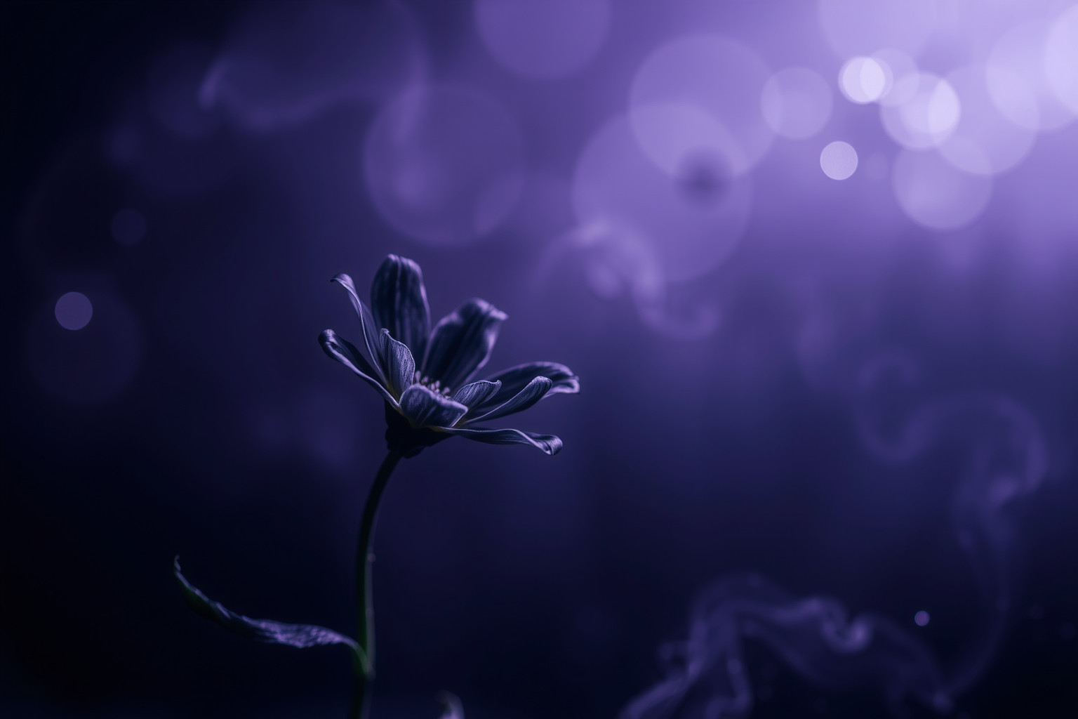 Sognare un fiore nero simboleggia mistero e trasformazione interiore profonda.