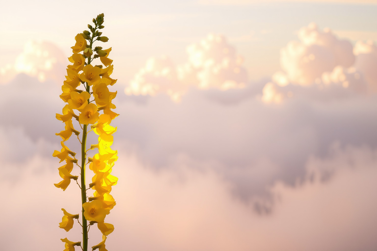 Sognare un verbasco gigante simboleggia forza e crescita personale intensa.