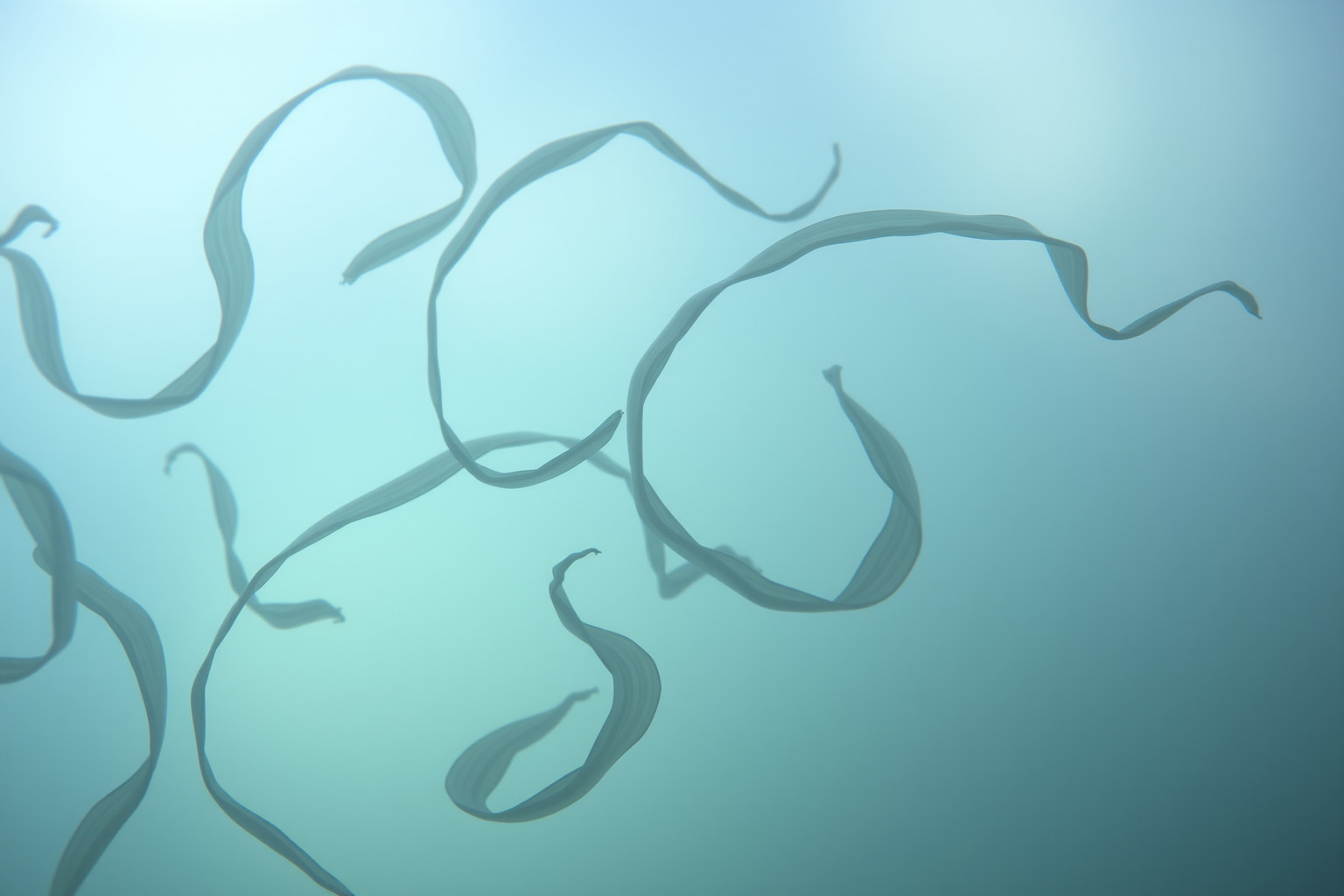 Sognare alghe marine può simboleggiare una perdita emotiva profonda.