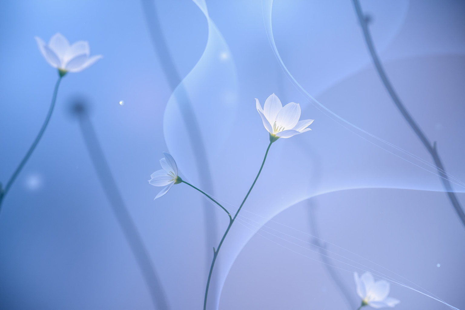 Sognare camassie blu ricorrenti simboleggia pace interiore profonda.