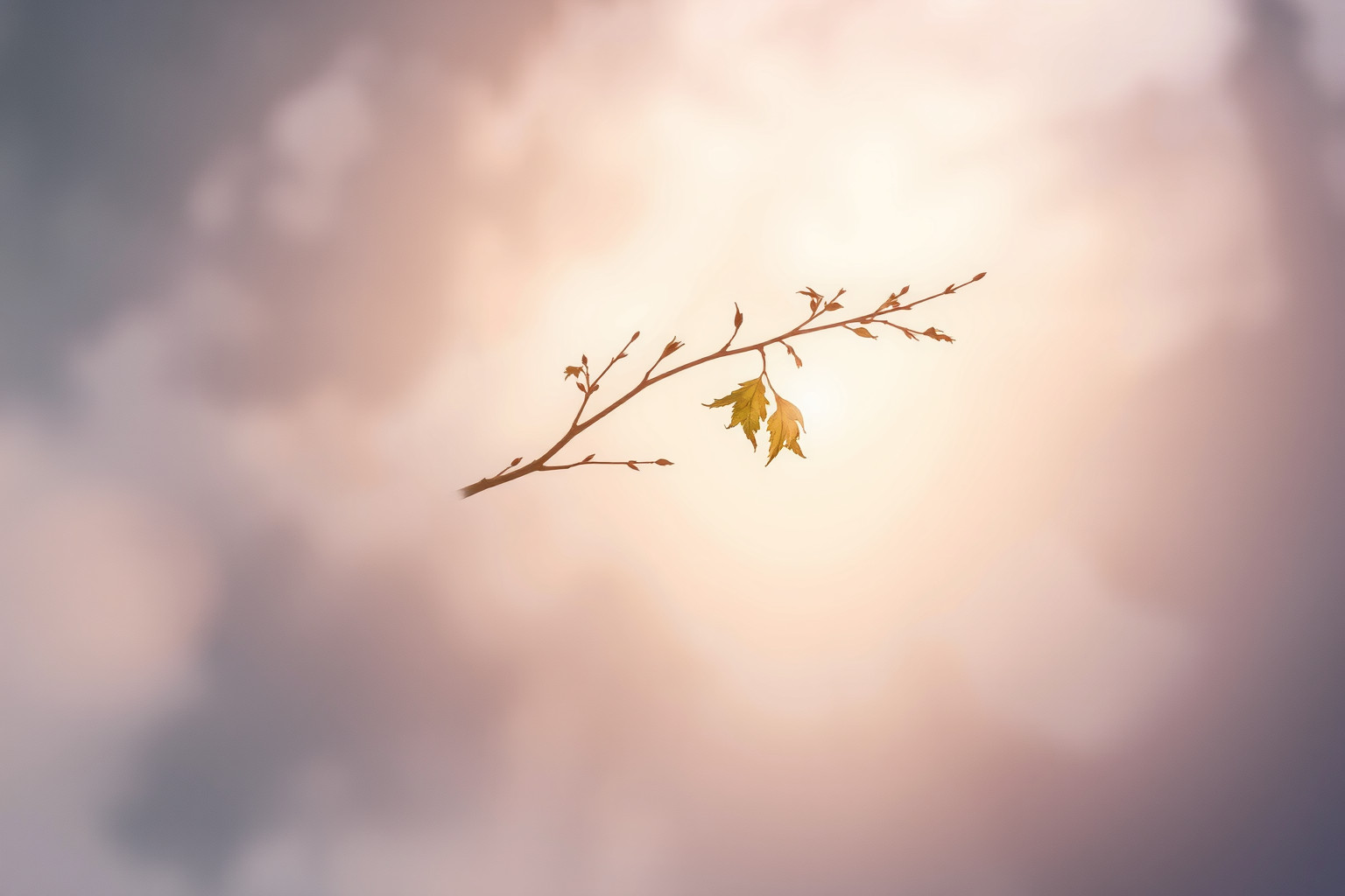 Sognare un pollone spezzato simboleggia perdita e vulnerabilità emotiva.