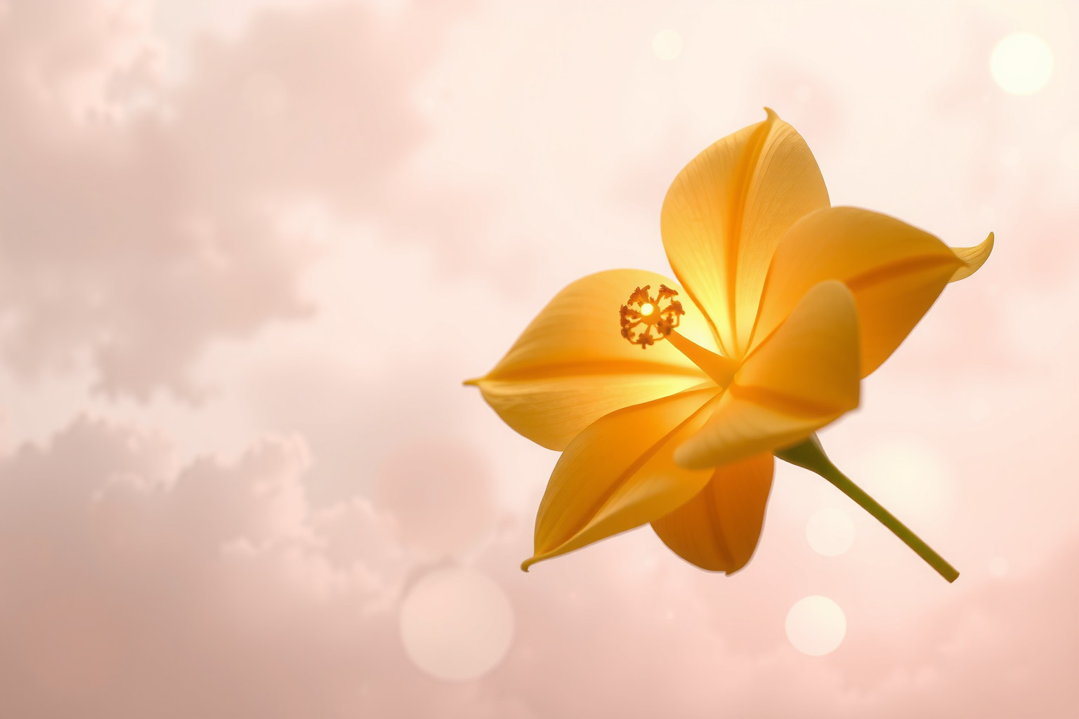 Trovare gelsomino d’oro simboleggia prosperità e fortuna improvvisa.