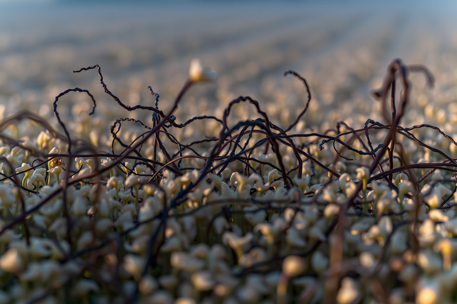Sognare un campo di semi invaso da erbacce simboleggia ostacoli nascosti.