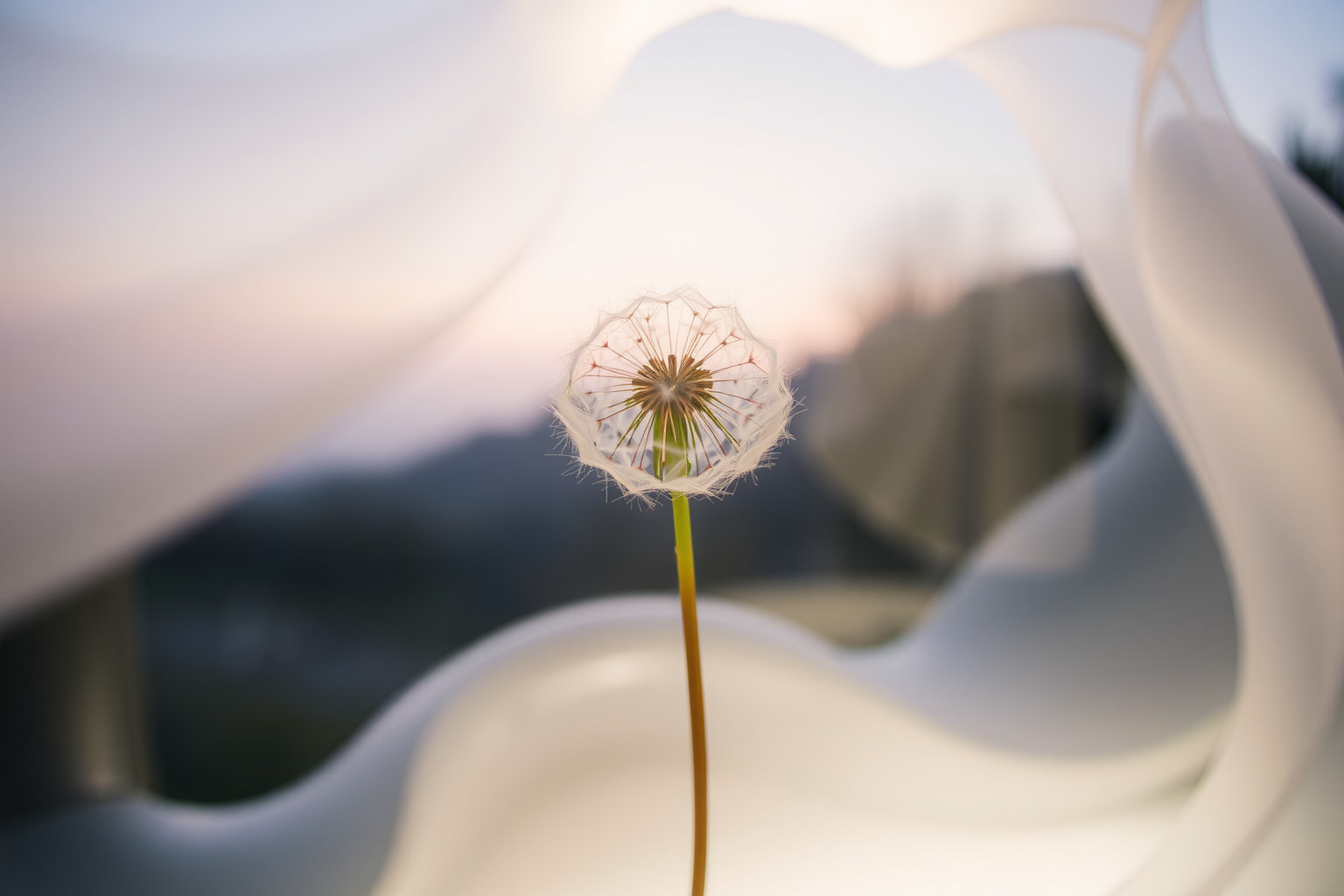 Sognare un dente di leone in casa simboleggia speranza e nuovi inizi.