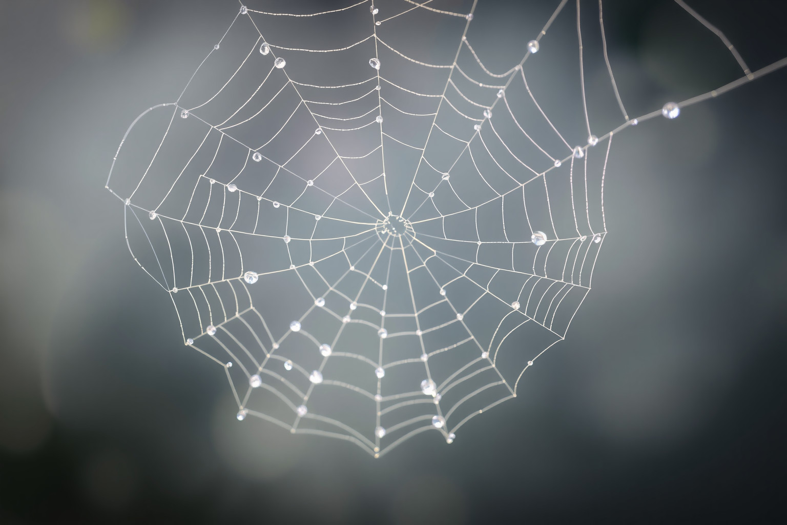 Sognare rugiada su ragnatela simboleggia fragile armonia e connessione.