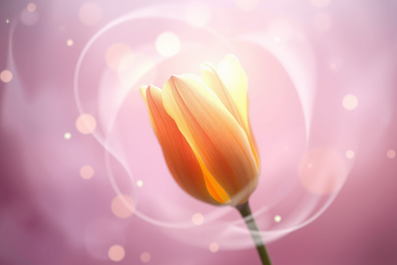 Sognare un bocciolo di tulipano simboleggia amore puro e sincero.