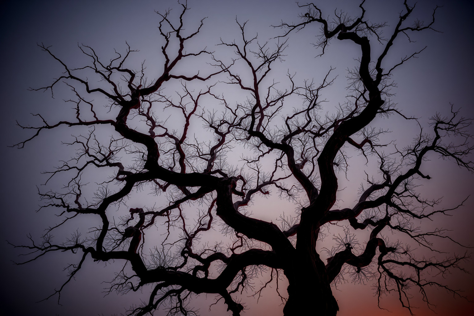 Sognare un nespolo secco simboleggia energie e relazioni in declino.