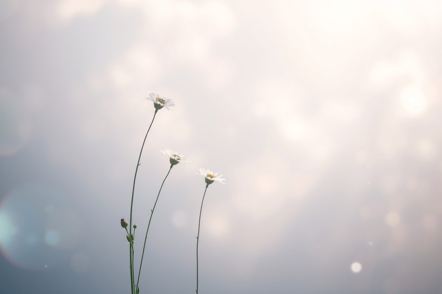 I fiori d'argento simboleggiano sogni di elevata libertà spirituale.