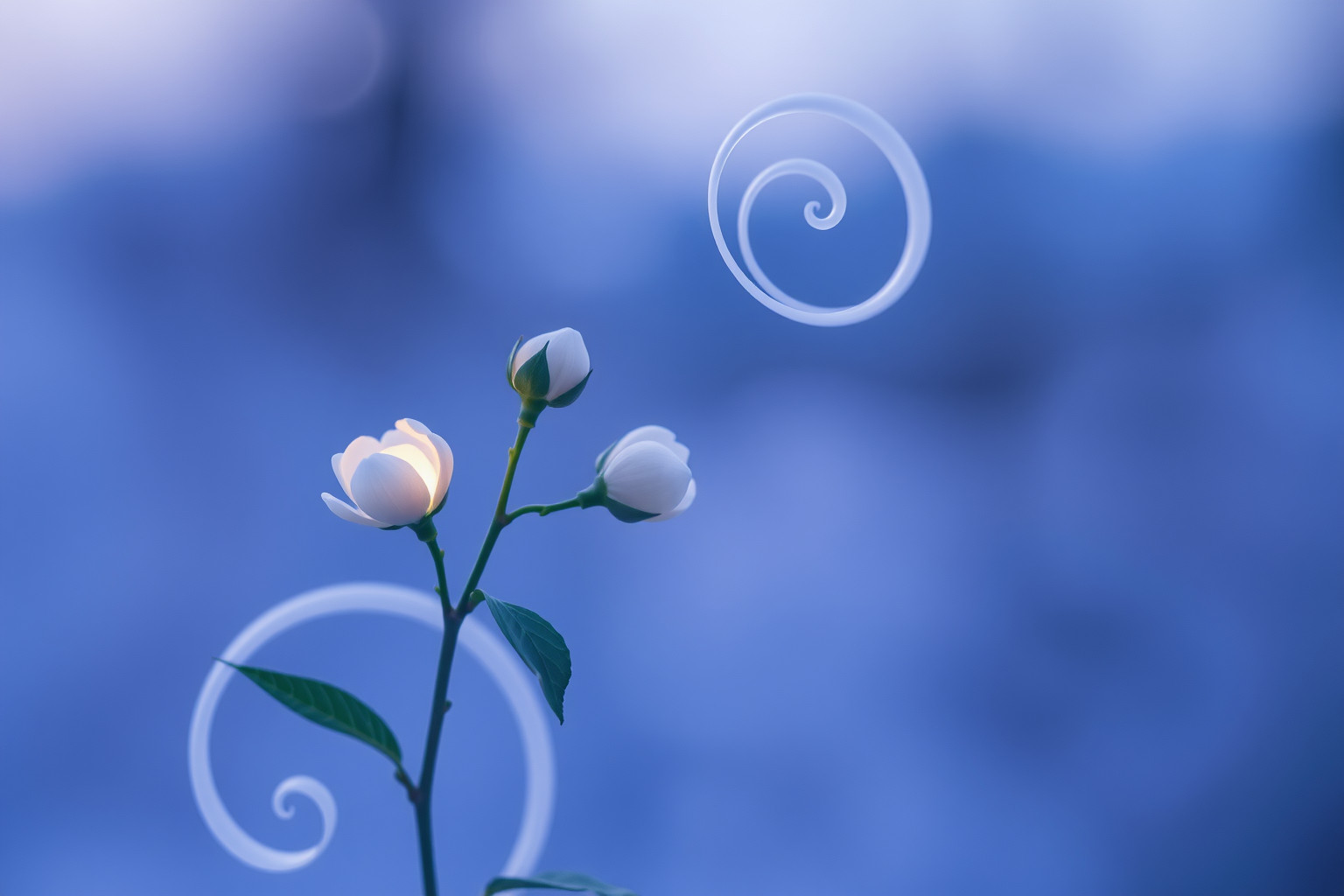 Sognare gelsomino non fiorito indica blocco emotivo interiore.