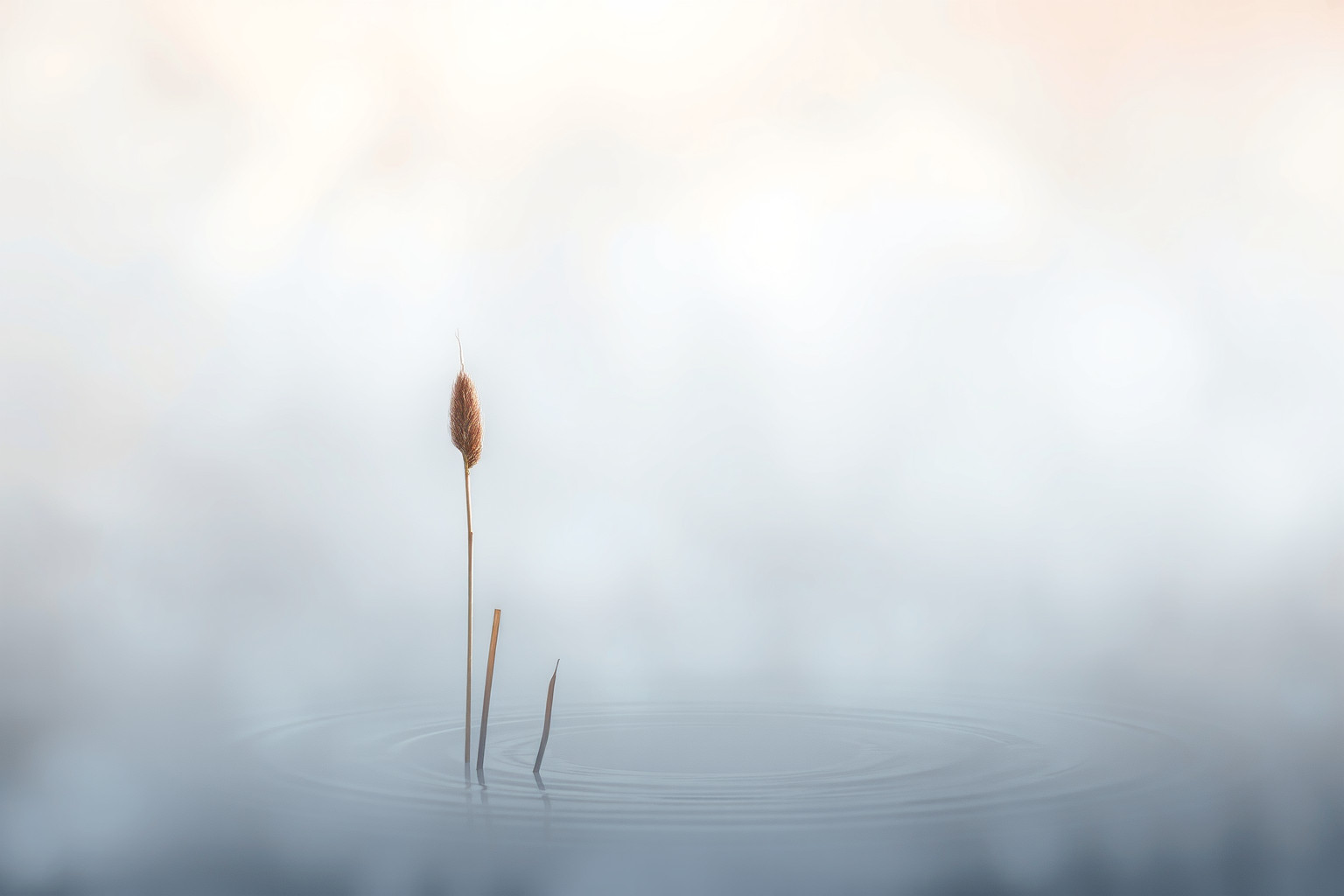 Sognare una canna di palude isolata simboleggia solitudine interiore.