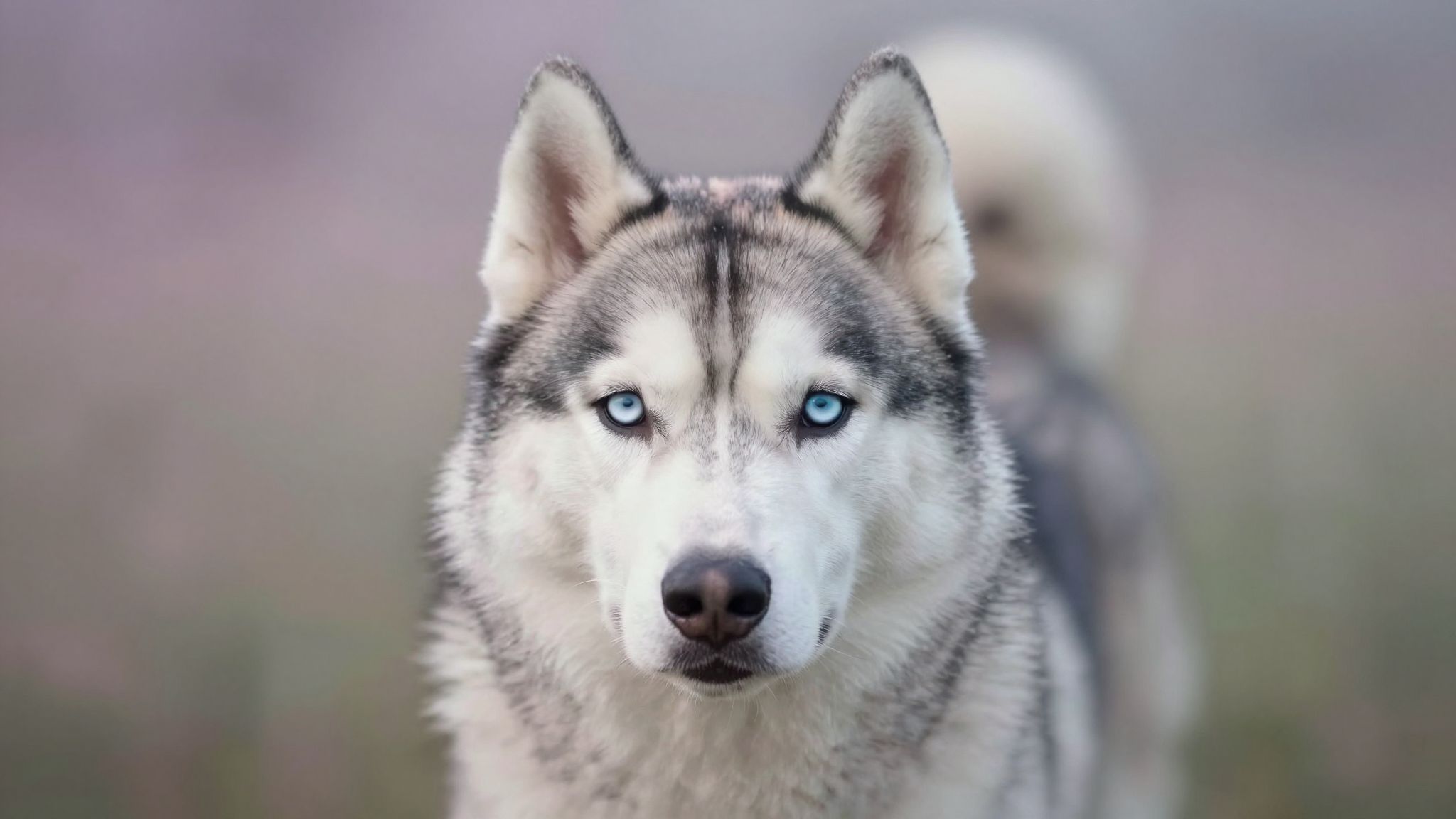 Sognare un husky che comunica con lo sguardo simboleggia empatia profonda.