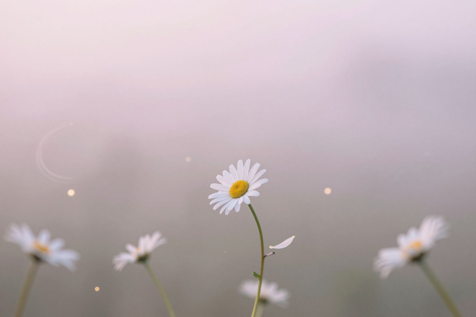 Sognare petali di margherita cadenti indica cambiamenti emotivi profondi.