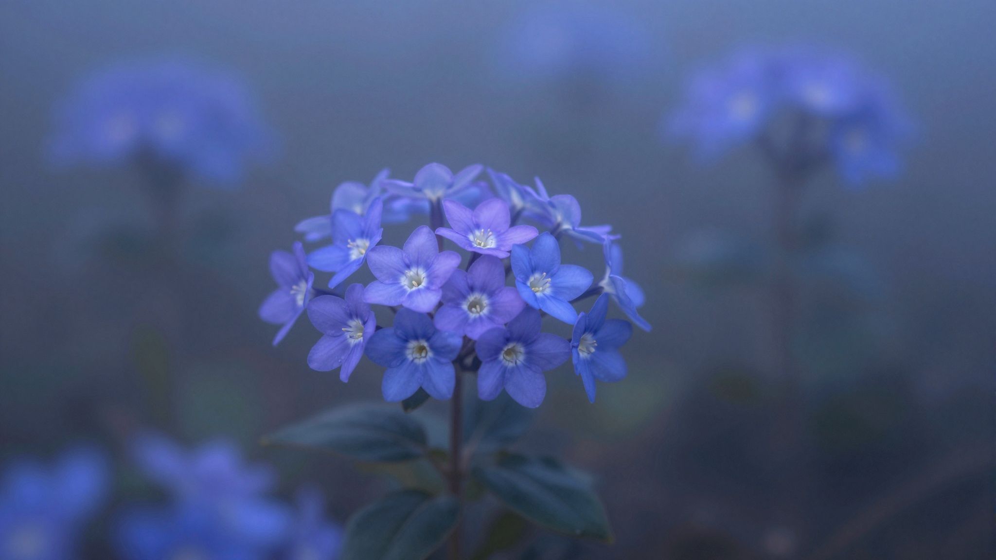 Sognare la Vinca minor blu simboleggia pace interiore e protezione.