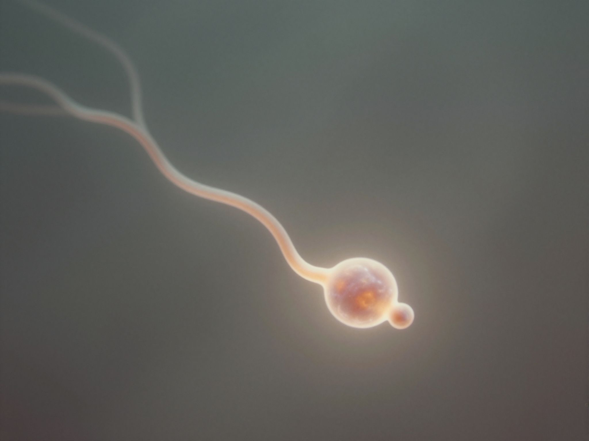 Sognare un cordone ombelicale che cresce simboleggia legami profondi.